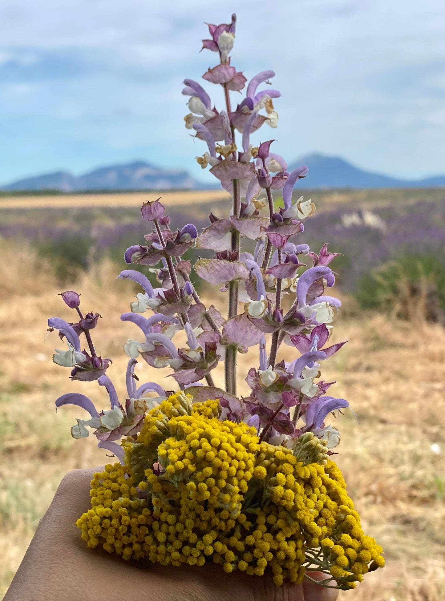 SauveÂge N°1 Le Baou Sérum Réparateur Immortelle Sauvage