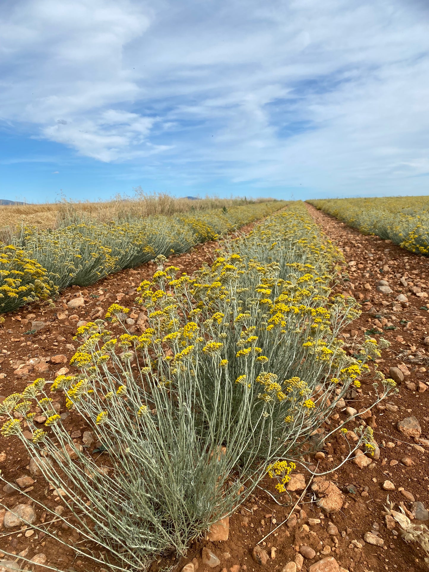 SauveÂge N°1 Le Baou Sérum Réparateur Immortelle Sauvage