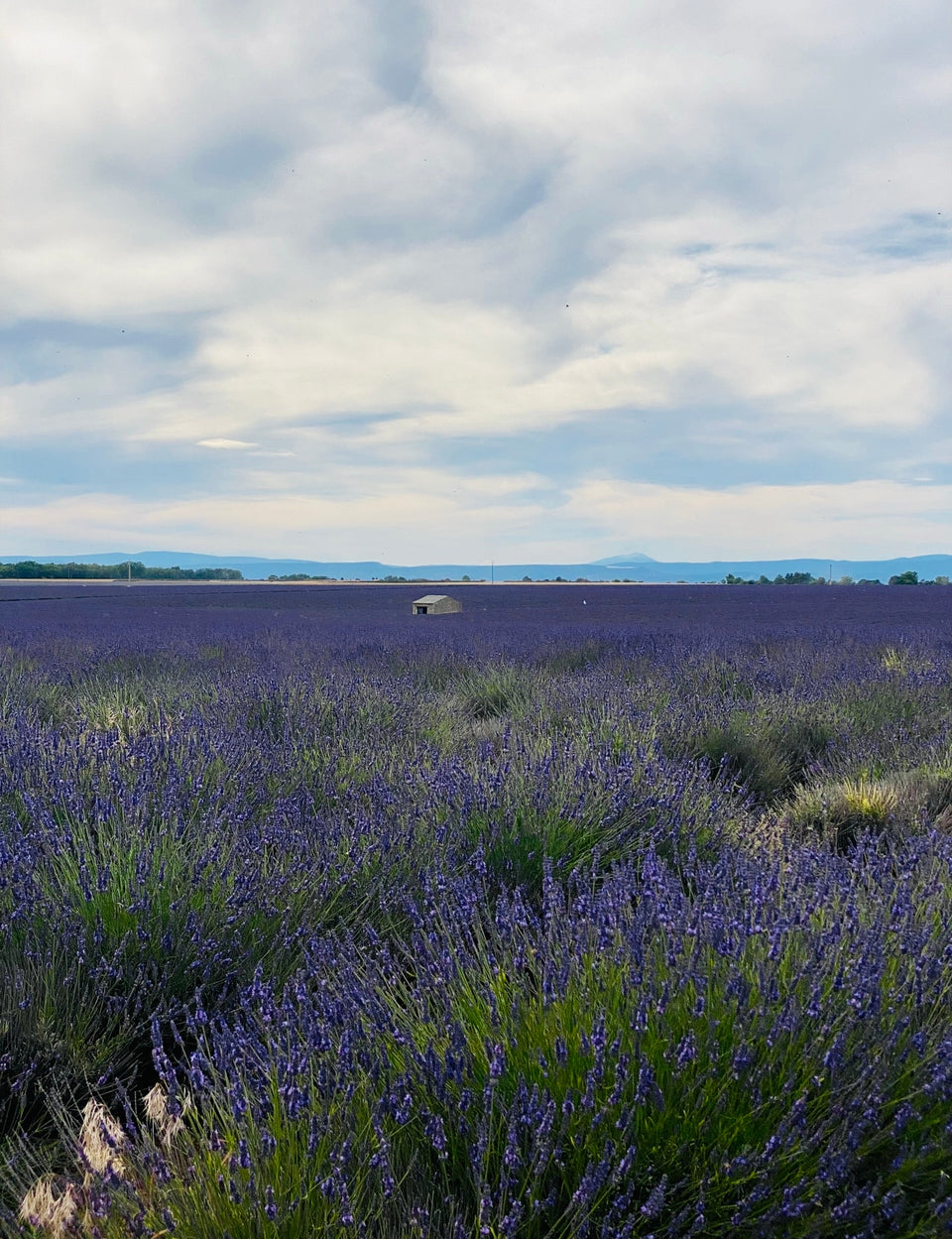 Organic Lavender Bundle