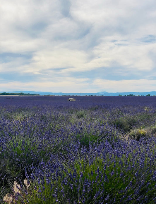 Organic Lavender Bundle