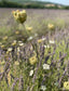 Organic Lavender Bundle